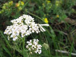 Achillea Millefolium Common Yarrow Npin