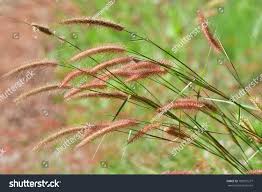 Image result for Setaria kagerensis
