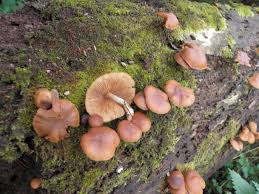 Garden world images ltd / alamy stock photo. Anyone Finding Mushrooms 55 By Antmary General Gardening Growing Fruit