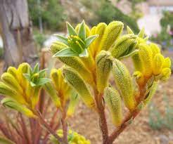Yellow Kangaroo Paw Anigozanthos Flavidus Big Roo Yellow Kangaroo Paw Australian Plants Australian Native Plants