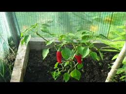 Chilli is also known as chilli pepper, is one of the most valuable spice crops. How To Stop Pepper Flowers Falling Off Youtube