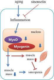 It is seen as a normal part of the aging process affecting up to 10 percent of adults over the age of 50. Sinensetin Regulates Age Related Sarcopenia In Cultured Primary Thigh And Calf Muscle Cells Bmc Complementary Medicine And Therapies Full Text