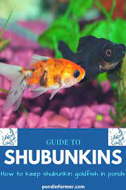 Guide To Keeping Shubunkin Goldfish Goldfish Pond Shubunkin Goldfish Goldfish