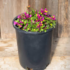 Image result for Polygala sphenoptera