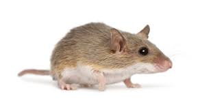Faaliyetler blue star pest control. Blue Star Pest Control Pest Control And Termite Protection