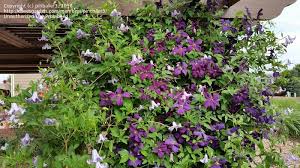 We did not find results for: Plantfiles Pictures Clematis Viticella Clematis Betty Corning Clematis By Pinballer3