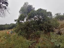 Image result for Ozoroa paniculosa