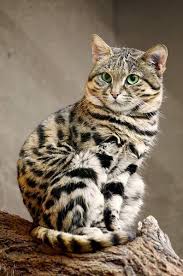Ibrahim Twitter Da Sezen Aksu Bir Kedim Bile Yok Derken Ne Demek Istedi Bilen Varmi Https T Co Amihc Black Footed Cat Cute Animals Beautiful Cats