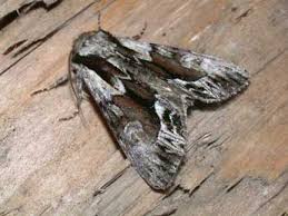 Image result for Hyppa rectilinea