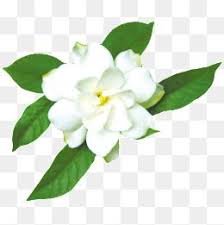 Jasmine White Flowers Decorative Material Png Transparent Clipart Image And Psd File For Free Download Free Watercolor Flowers Flower Png Images Watercolor Flowers