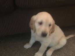 We lived near denver colorado, grew up in grand. Litter Of 4 Golden Retriever Puppies For Sale In Colorado Springs Co Adn 45011 On Puppyfinder Com Gender Ma Golden Retriever Golden Retriever Litter Puppies