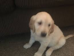 Reddit gives you the best of the internet in one place. Litter Of 4 Golden Retriever Puppies For Sale In Colorado Springs Co Adn 45011 On Puppyfinder Com Gender Ma Golden Retriever Golden Retriever Litter Puppies