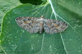 Image result for Eupithecia icterata