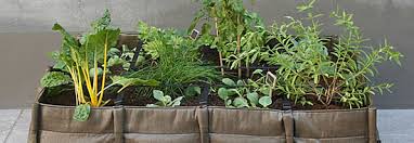 Um gemüse anzubauen, reicht in vielen fällen ein balkon aus. Gemuse Und Obstanbau Auf Dem Balkon Fur Einsteiger