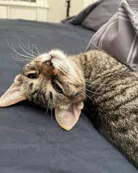 Buscando desesperadamente un hogar para siempre para este gatito positivo a  FELV (más información en los comentarios) : r/Sacramento