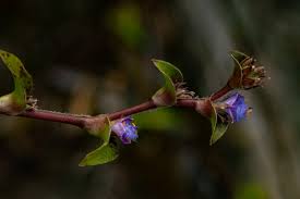 Image result for Cyanotis foecunda