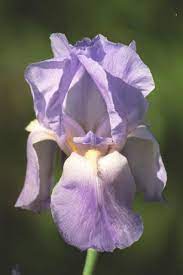 Purple Iris Iris Flowers Purple Iris Iris Flower Pictures