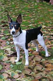 Rat Terrier Dog Breed Information