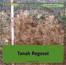 Tanah berpasir memiliki bobot ringan, hangat, kering, dan cenderung memiliki tingkat keasaman tinggi. Mengenal 5 Jenis Dan Karakter Tanah Mana Yang Cocok Untuk Tanaman
