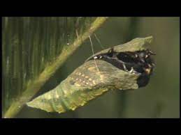 These hormones are released to soften the chrysalis and to trigger the central nervous system begin the movements needed to complete the emergence process. A Swallowtail Is Born Youtube