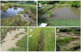 Image result for Megaloprotachne albescens