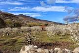 Mermelada Ecologica Picota