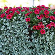 Image result for Dichondra