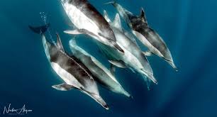 Five Common Dolphin Species Scuba Diver Life