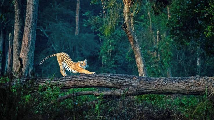 Jim Corbett , Nainital Tour Package — Jim Corbett, Nainital, Corbett National Park, Naini Lake, Mall Road, Snow View Point, Eco Cave Gardens, Corbett Waterfall, Garjiya Devi Temple