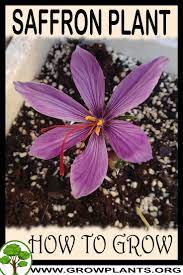 How To Grow Saffron Plant Saffron Plant Plants Fairy Garden Pots
