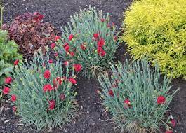 How Do You Propagate Dianthus Carnation Or Sweet William Sometimes Known As Pink Mike S Backyard Nursery