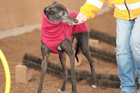 Windhund italian greyhound hunde weihnachten neujahr weihnachtsbilder bilder tiere zeichnen windhunde whippet. Windhunde Im Alter