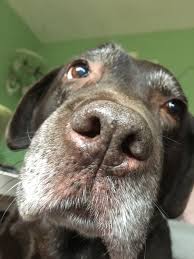 Pin By Julie Folden On Puppies Other Cuties Animal Noses Dog Nose I Love Dogs