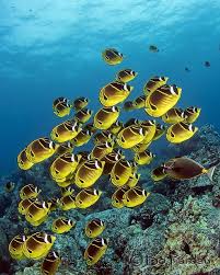 So Who S The Guy With The Funny Tail Ocean Animals Colorful Fish Sea World