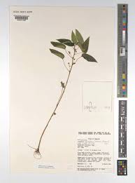Image result for Laportea ovalifolia