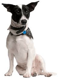 We did not find results for: Rat Terrier Training Characteristics More Information