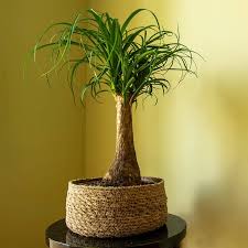 Image result for Beaucarnea recurvata