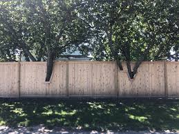 Fruit fall, slip hazards, root damage and damage caused by fallen branches become the responsibility of. My Neighbors Built Their New Fence Around The Trees On Their Property Mildlyinteresting