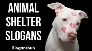 Pinsharetweet 1share In Our Previous Post About Save Animal Slogans We Presented Slogans That Can Be Used In Save Animal Shelter Save Animals Slogans Animals
