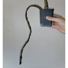 Image result for Ceropegia cimiciodora