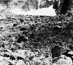 Image result for Oreophyton falcatum