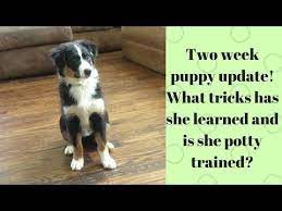 2 Week Puppy Update How To Potty Train A Puppy In Less Than A Week Plus Teaching Tricks Youtube Puppy Training Puppies Australian Shepherd