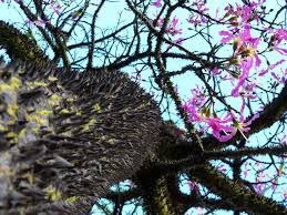 Also called the ti plant or cabbage tree, native varieties grow as shrubs or small trees ranging in heights from 9 to 15 feet with spreads of 3 to 8 feet. Tropical Rainforest Plants List Information Pictures Facts