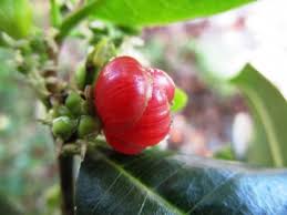 Image result for Streblus