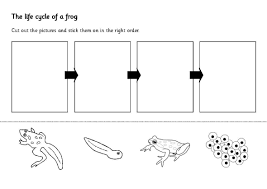 Frog Worksheets For Kindergarten Angol Feladatok Mondokak Szinezok Sheridan Cain The Teeny Lifecycle Of A Frog Frog Life Life Cycles