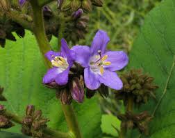 Image result for Wigandia urens