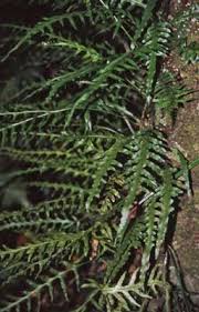 Image result for Microsorum scandens