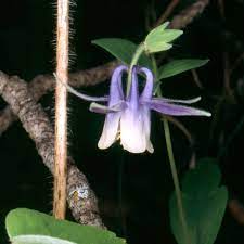 Columbine Flower Look Alike Best Flower Wallpaper