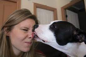 Why Lick My Nose Questions I Ask My Dog