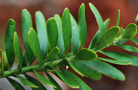 Image result for Agathis